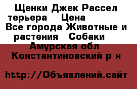 Щенки Джек Рассел терьера  › Цена ­ 15 000 - Все города Животные и растения » Собаки   . Амурская обл.,Константиновский р-н